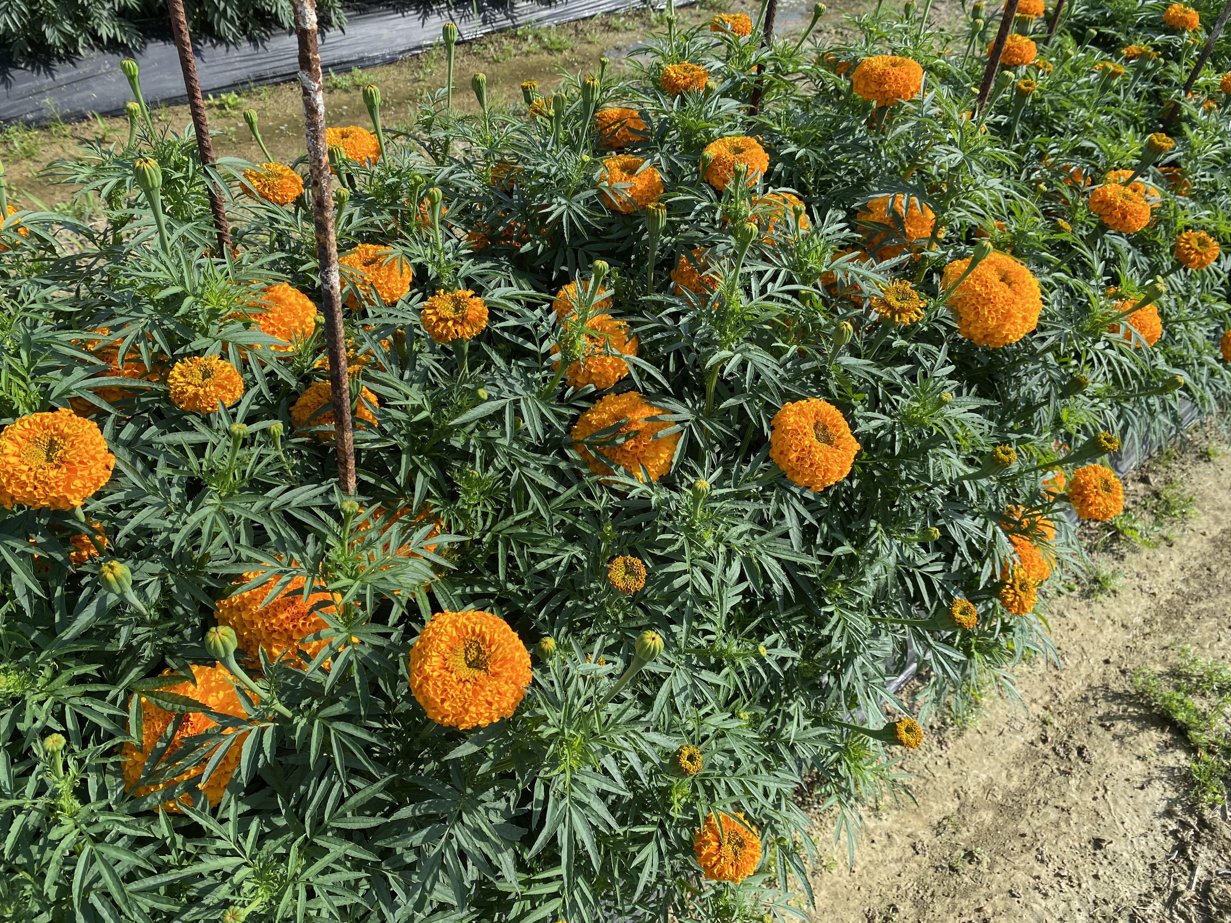 ​Louisiana Results from the Marigold Cut flower Pinch Trial